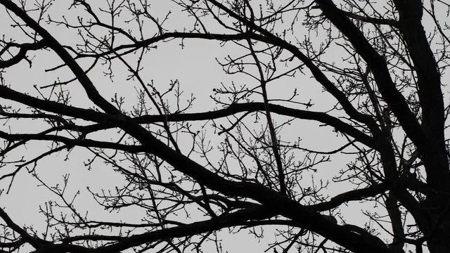 beautiful silhouettes of branches
