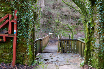 Puente de madera y camino en un bosque