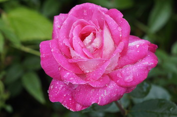 pink rose in the garden