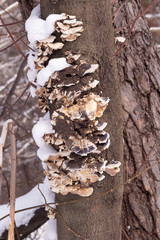 Mushrooms parasites grow on a rotten tree trunk