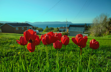 Red tulips under sunlight in a field of green grass. Buildings, ocean and mountains on the background.