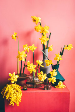 A collection of yellow daffodils flowers on pink backgrounds. Still life spring flowers in a different vase.