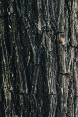 Tree texture for wallpapers or whatever 