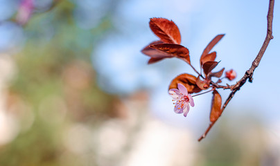 Closeup of a single cherry blossom and red leaves