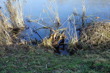 Biberverbiss an der Spree bei Lübben im Spreewald
