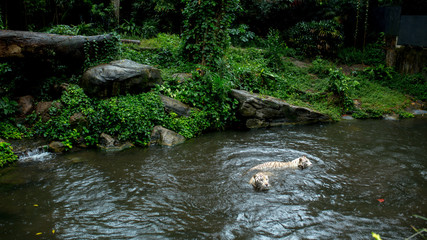 Naklejka na ściany i meble two white tigers swim and catch food in the jungle. the tiger's mouth a deft leap for food