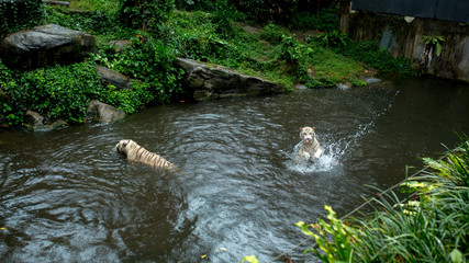 two white tigers swim and catch food in the jungle. the tiger's mouth a deft leap for food