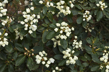 Big flowers of summer and spring.
