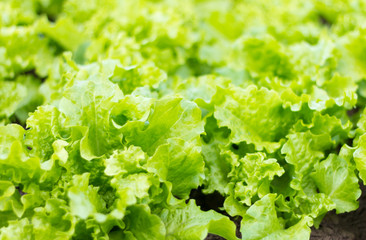 Fresh green salad in the garden.Young vitamin greens in the garden.