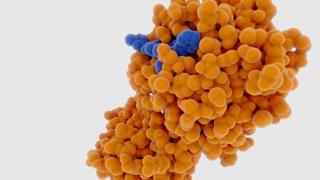 Tracking shot to the active site of the coronavirus main protease with an inhibitor bound. PDB source: 6LU7