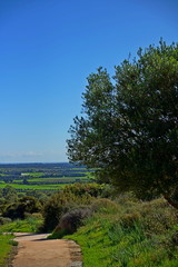 Fototapeta premium Olive Tree