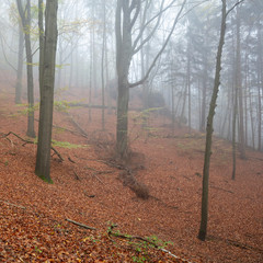 Nebel im Buchenwald, Bastei, Nationalpark Sächsische Schweiz, Elbsandsteingebirge, Sachsen,...