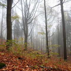 Nebel im Buchenwald, Bastei, Nationalpark Sächsische Schweiz, Elbsandsteingebirge, Sachsen,...