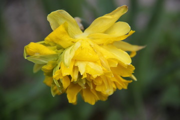 Narcissus daffodil easter spring yellow flower