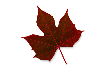 Autumn red leaf isolated on white background.