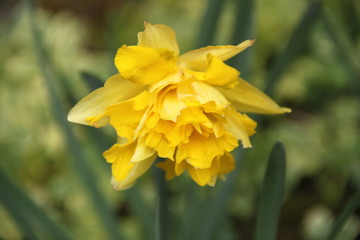 Narcissus daffodil easter spring yellow flower