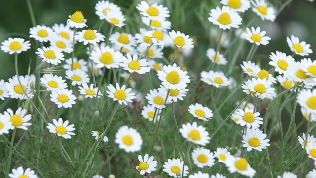 Chamomile flowers field close up with sun flares. Daisy flowers. Beautiful nature scene with blooming medical camomile in sun flare. Sunny day. Summer flowers. Camomille background. Slow motion video.