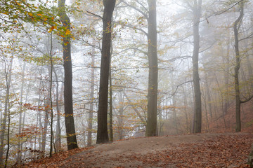 Nebel im Buchenwald, Bastei, Nationalpark Sächsische Schweiz, Elbsandsteingebirge, Sachsen,...