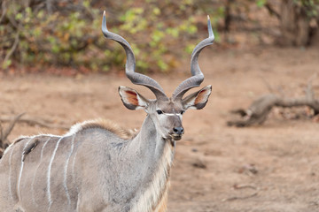 Naklejka na ściany i meble Kudu deer in the wilderness of Africa