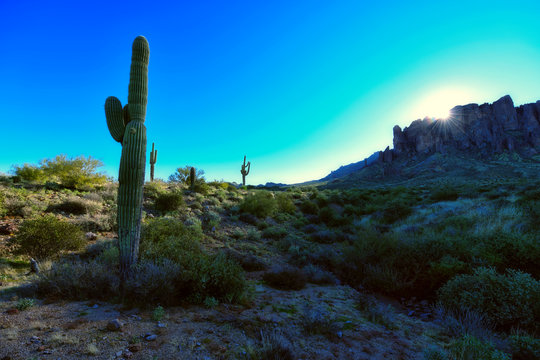 Saguaro at Sunrise at Superstitious Mountain © David Arment