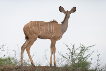 Naklejka premium Kudu deer in the wilderness of Africa