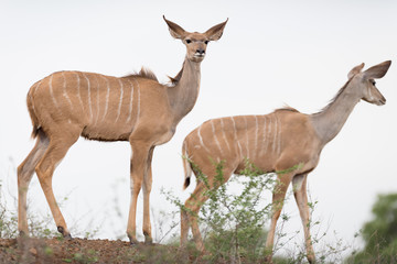 Obraz na płótnie Canvas Kudu deer in the wilderness of Africa