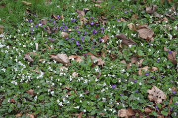 Tapis de violettes