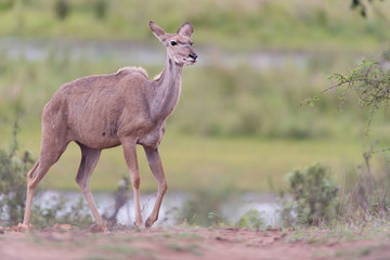 Kudu deer in the wilderness of Africa