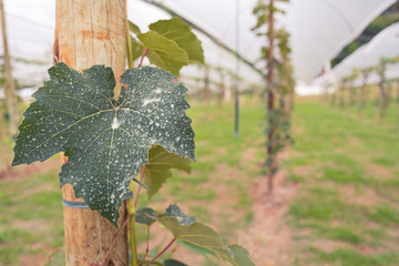 Folha verde em vinhedo, com parreira e plantação ao fundo, na cidade de São Roque, São Paulo, Brasil
