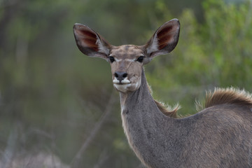 Kudu deer in the wilderness of Africa