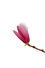 Fototapeta premium Ice covered Magnolia