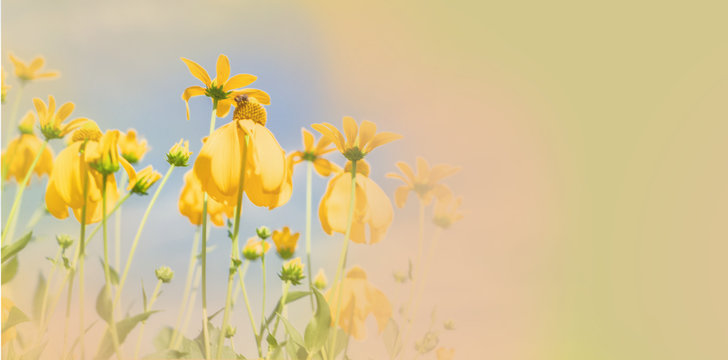 doronikum yellow flowers