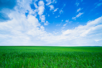 Obraz premium Fresh green grass and sky. landscape.