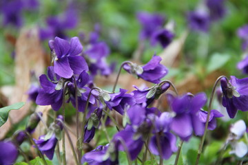 Tapis de violettes
