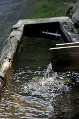 wassertrog