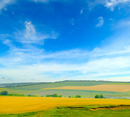 Picturesque field and blue sky. Agricultural landscape.