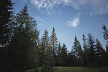 Landscape of tall fir trees and blue sky with white clouds