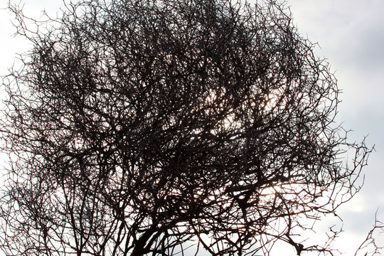 Dry Thorn Bush Towards The Sky