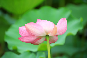 Obraz premium Beautiful pink lotus, close-up photos