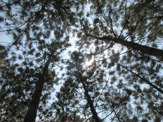 los pinos en Gigante Huila