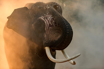 A Thai elephant with a beautiful tusks named Plai Arm, a 20 year old elephant who is considered a famous elephant. Of Surin and Thailand