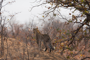 Naklejka na ściany i meble Leopard in the wilderness of Africa