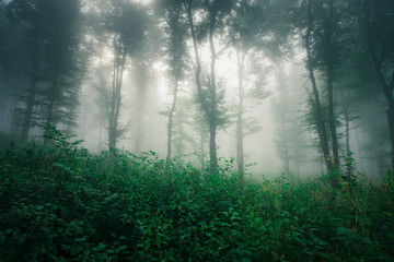 Obraz premium green forest, fog and trees, natural landscape