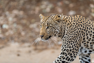 Leopard in the wilderness of Africa