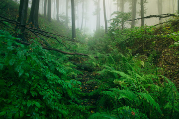 lush forest wilderness landscape, green plants in woods