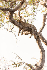 Fototapeta na wymiar Leopard resting on a tree in the wilderness of Africa