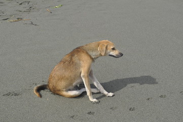 Sitting dog on a beach
