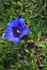 Clusius&acute; Enzian, Gentiana clusii