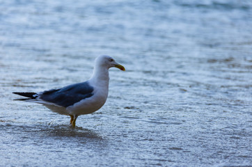 Seagulls walking on the sand of the sea in the Algarve