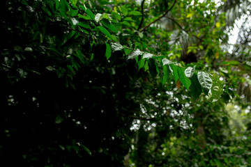 green tree branches after rain in the jungle in Asia in the rainforest
